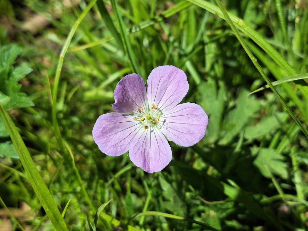 A pretty violet flower.